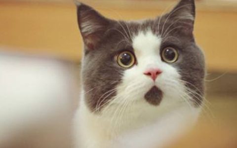 梦见一只猫缠着自己是什么意思 梦见一只猫缠着自己有什么征兆