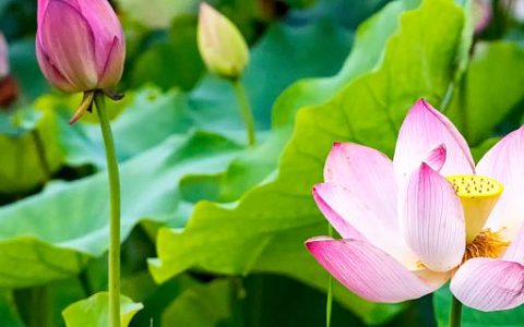 梦到河中有花是什么含义 梦到河中有花预示着什么