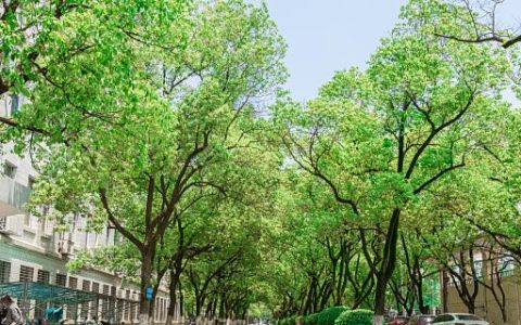 梦见槐树有什么寓意 梦见槐树好不好