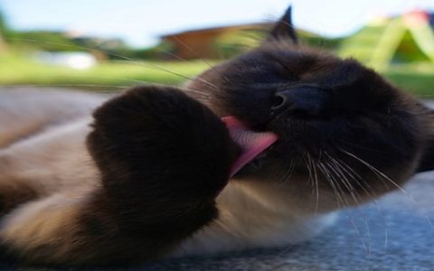 男人梦到被猫咬好吗 男人梦到被猫咬是什么意思