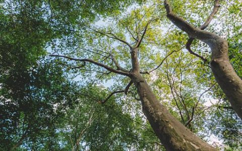 梦见大树枝繁叶茂运势是好是坏 梦见大树枝繁叶茂是什么意思