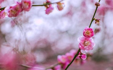 梦见梅花开是什么意思 梦见梅花绽放在生活中预示着什么