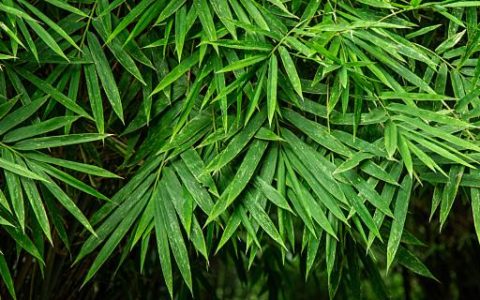 梦到富贵竹开花是什么意思 梦见富贵竹开花代表了什么