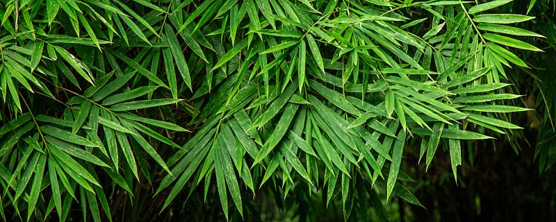 梦到富贵竹开花是什么意思 梦见富贵竹开花代表了什么