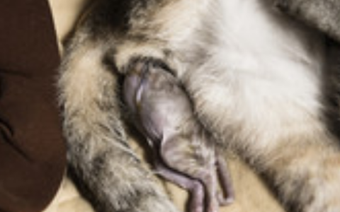 梦见猫生小猫是什么预兆 梦到猫生小猫是什么意思