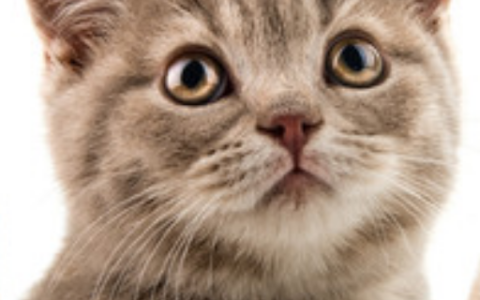 梦见猫扑到自己身上是什么意思 梦到猫扑到自己身上代表什么