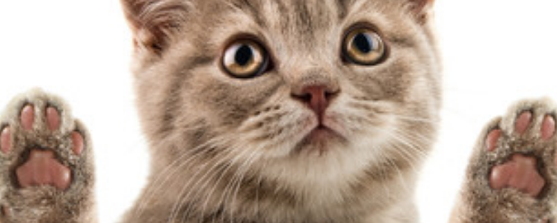 梦见猫扑到自己身上是什么意思 梦到猫扑到自己身上代表什么