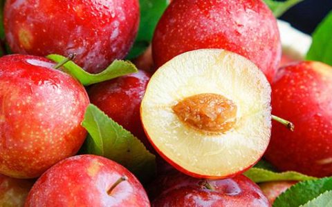 梦见没有熟的李子有什么寓意 梦见没有熟的李子是什么征兆