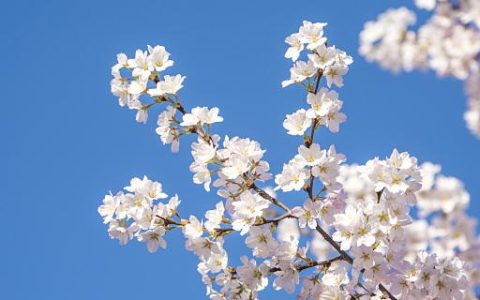 梦见树上开满了樱花是什么预兆 梦见树上开满了樱花是什么意思