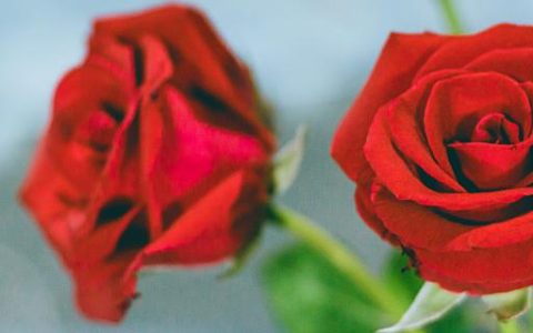 梦见玫瑰花开是什么意思 梦见玫瑰花开代表什么预兆