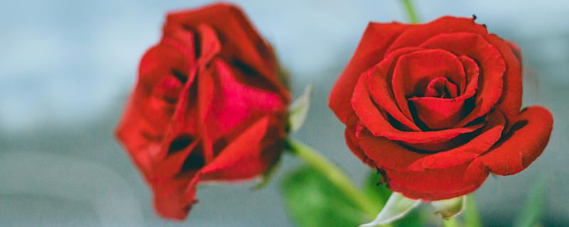 梦见玫瑰花开是什么意思 梦见玫瑰花开代表什么预兆
