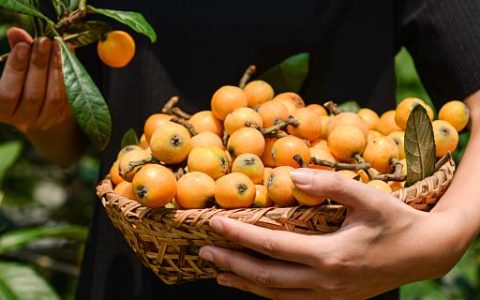 梦见枇杷预示什么 梦见枇杷是什么意思