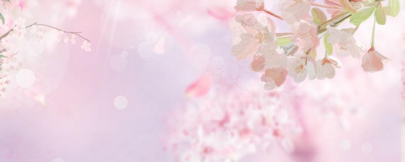 梦见樱花好不好 梦见樱花是什么征兆