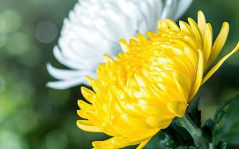 梦见观赏菊花好不好？菊花在梦里预示... 梦见观赏菊花代表了什么