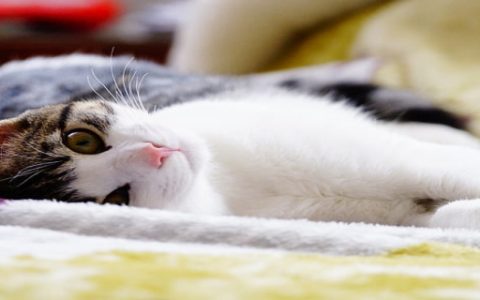 男人梦见被猫挠是什么意思 男人梦见被猫挠什么征兆