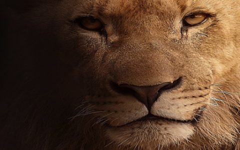梦见凶猛的动物什么意思 梦见凶猛的动物什么征兆