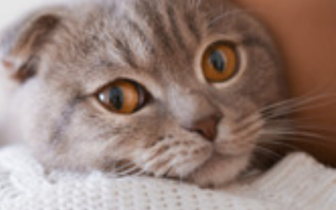 梦见猫缠着自己甩不掉是什么意思 梦到猫缠着自己甩不掉怎么回事