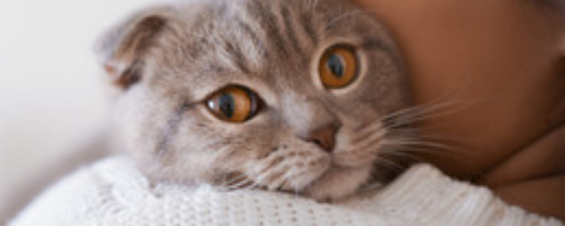 梦见猫缠着自己甩不掉是什么意思 梦到猫缠着自己甩不掉怎么回事