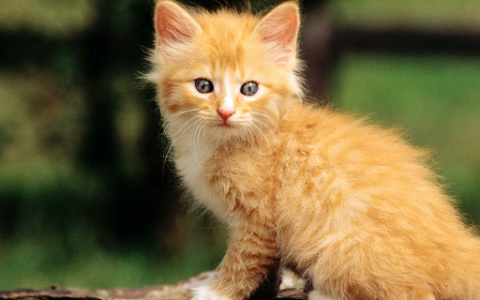 周公解梦男人梦见猫 男人梦见猫有什么征兆