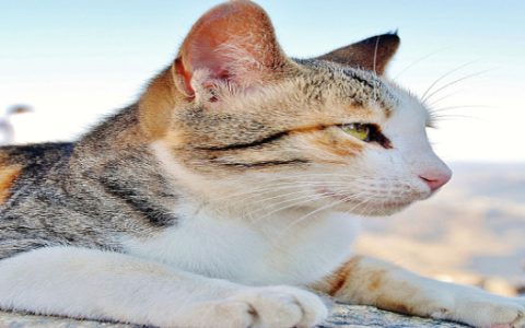 男人梦见猫是好事吗 男人梦见猫什么预兆