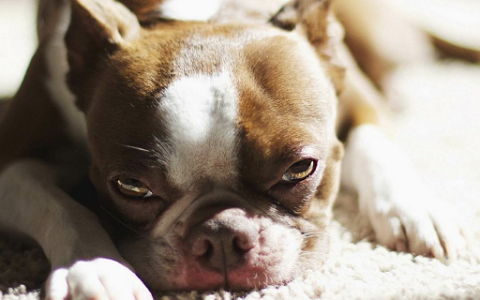 梦见狗狗怀孕什么预兆 梦见狗狗怀孕好不好