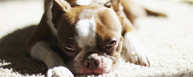 梦见狗狗怀孕什么预兆 梦见狗狗怀孕好不好