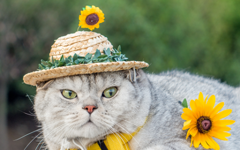 梦见家里好多猫预示什么 梦见家里好多猫好不好