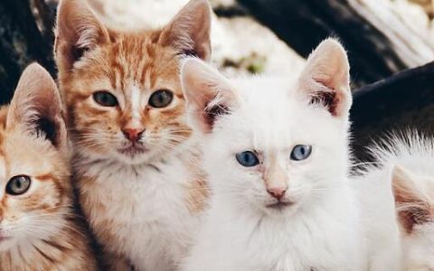 梦见好几只猫什么意思 梦见好几只猫好不好