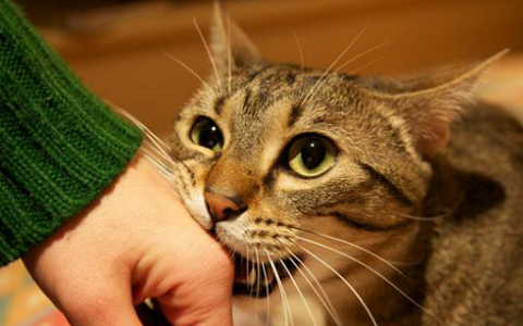男人梦见被猫咬不撒手什么意思 男人梦见被猫咬不撒手预示什么