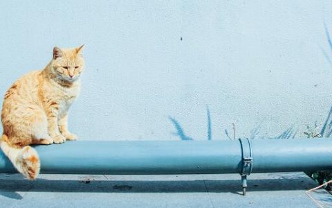 梦见几只猫有什么预兆 梦见几只猫好不好