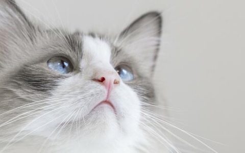梦见养了一只猫什么意思 梦见养了一只猫有什么征兆