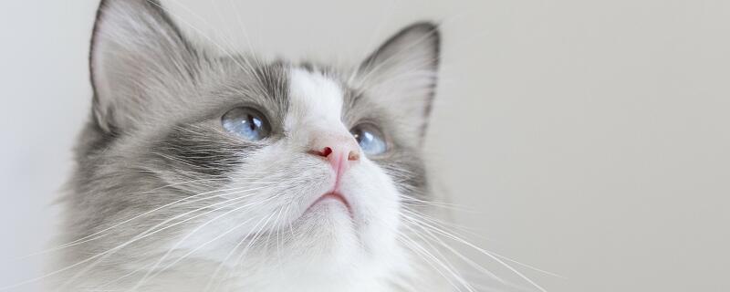 梦见养了一只猫什么意思 梦见养了一只猫有什么征兆