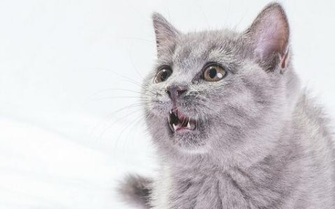 梦见猫追我什么意思 梦见猫追我预示什么