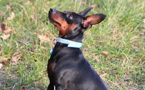 梦见猎犬 猎狗预示什么 梦见猎犬 猎狗有什么征兆