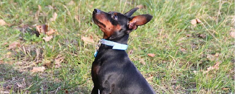 梦见猎犬 猎狗预示什么 梦见猎犬 猎狗有什么征兆