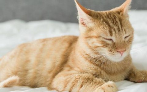 梦见一只猫很粘我什么意思 梦见一只猫很粘我预示什么