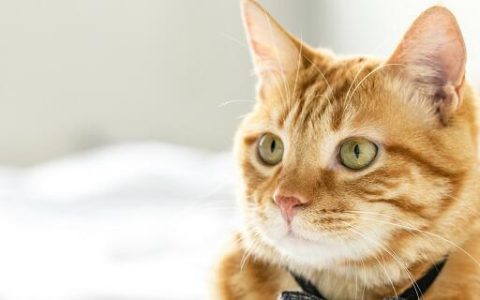 梦见被猫咬流血什么意思 梦见被猫咬流血预示什么