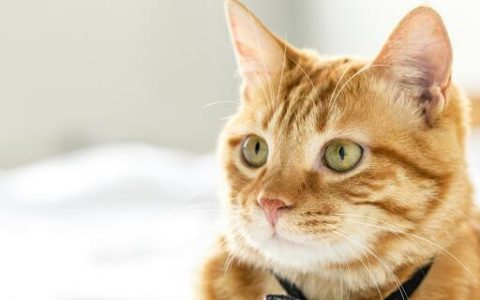 女人梦见把猫打死了预示什么 女人梦见把猫打死了有什么征兆