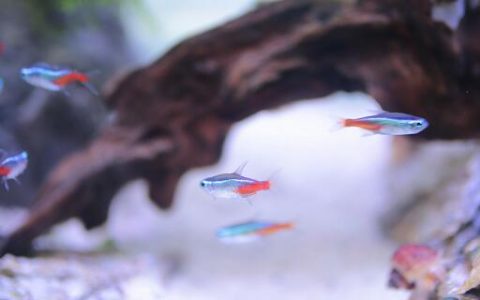 梦见鱼飞起来怎么回事 梦见鱼飞起来预示什么