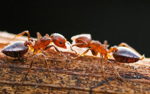 ​梦见蚂蚁嘴叼东西有什么预兆 梦见蚂蚁嘴叼东西好不好