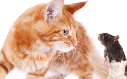 梦见猫捉老鼠预示什么 梦见猫捉老鼠好不好