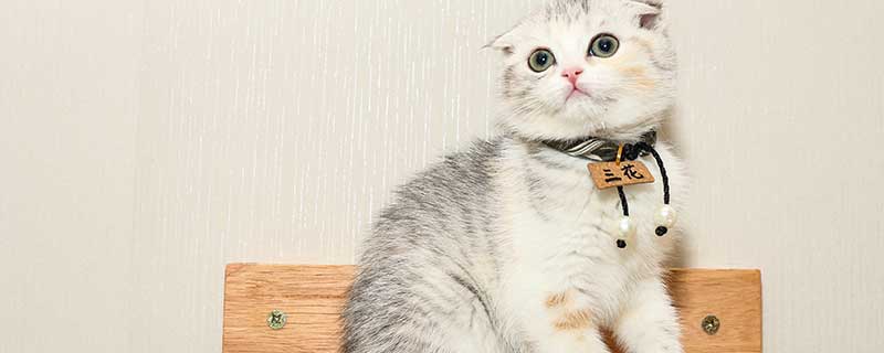 梦见小猫有什么预兆 梦到小猫什么意思