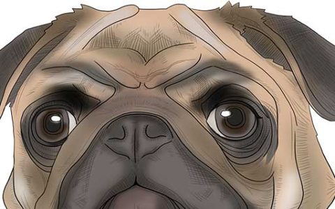 梦见牛头犬什么意思 梦见牛头犬什么征兆