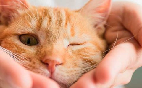 梦见打死一只猫有什么预兆 梦见打死一只猫好不好