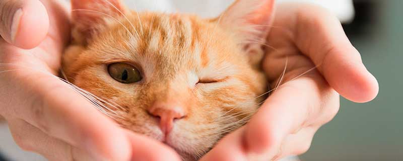 梦见打死一只猫有什么预兆 梦见打死一只猫好不好