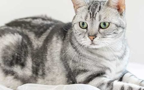 梦见和猫说话有什么预兆 梦见和猫说话什么意思