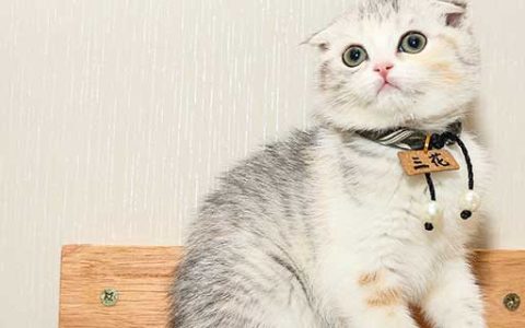 梦见被猫咬了一口什么意思 梦见被猫咬了一口好不好