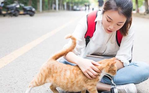 梦见猫追我还想咬我有什么预兆 梦见猫追我还想咬我好不好
