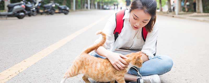 梦见猫追我还想咬我有什么预兆 梦见猫追我还想咬我好不好