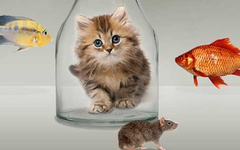 梦见老鼠和猫在一起什么意思 梦见老鼠和猫在一起好不好